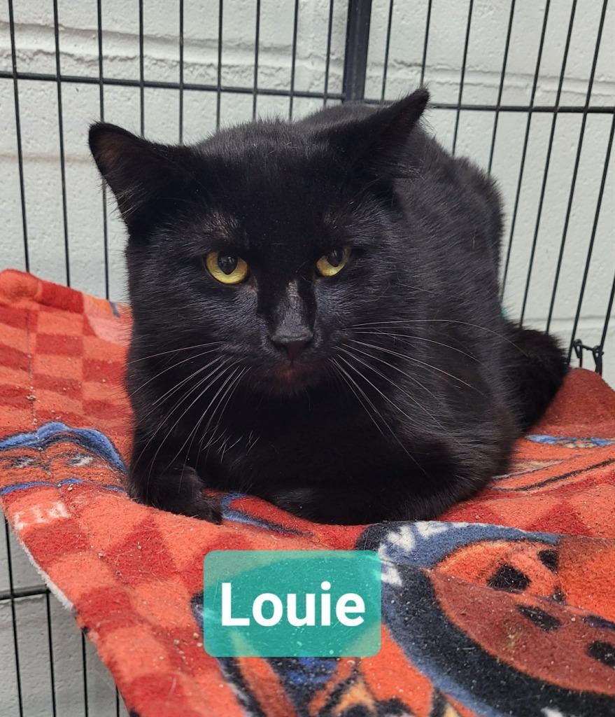 Enlarge Louie, a Adoptable mixed breed in Richmond, IN image 2/3