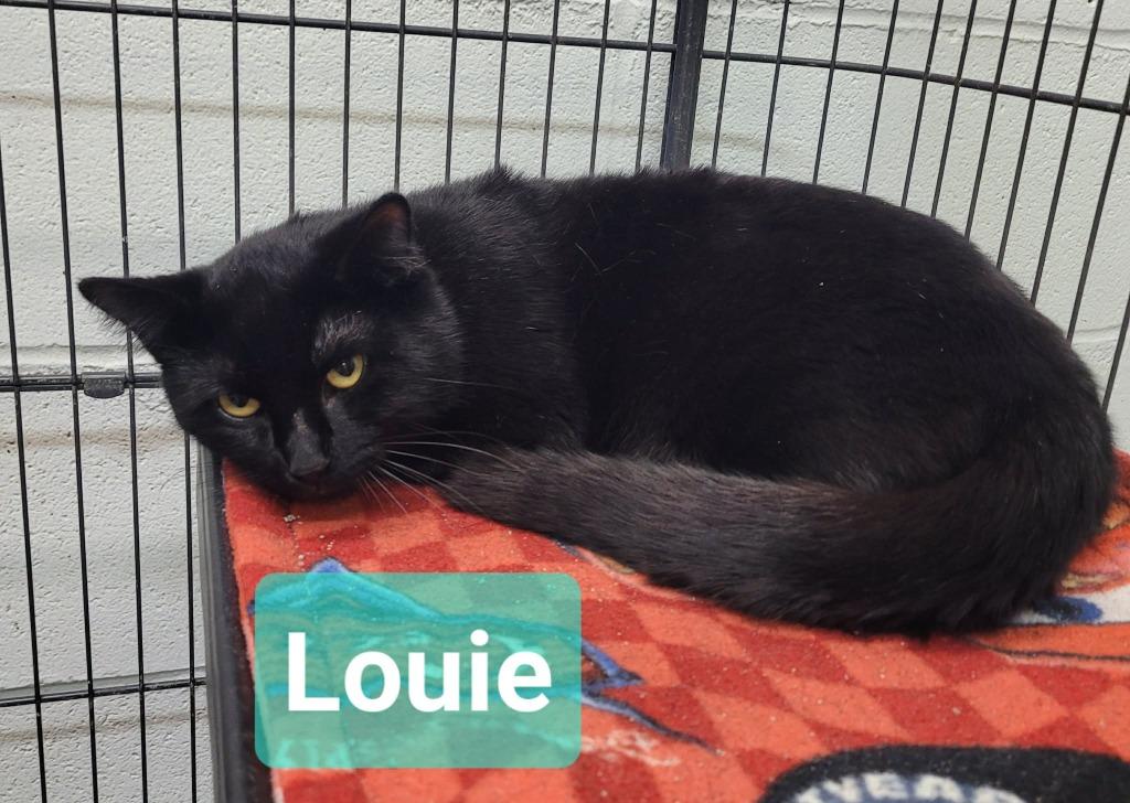 Enlarge Louie, a Adoptable mixed breed in Richmond, IN image 3/3