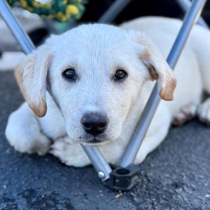 Enlarge Alfalfa--Rescued, an adopted mixed breed in Red Bluff, CA image 1/1