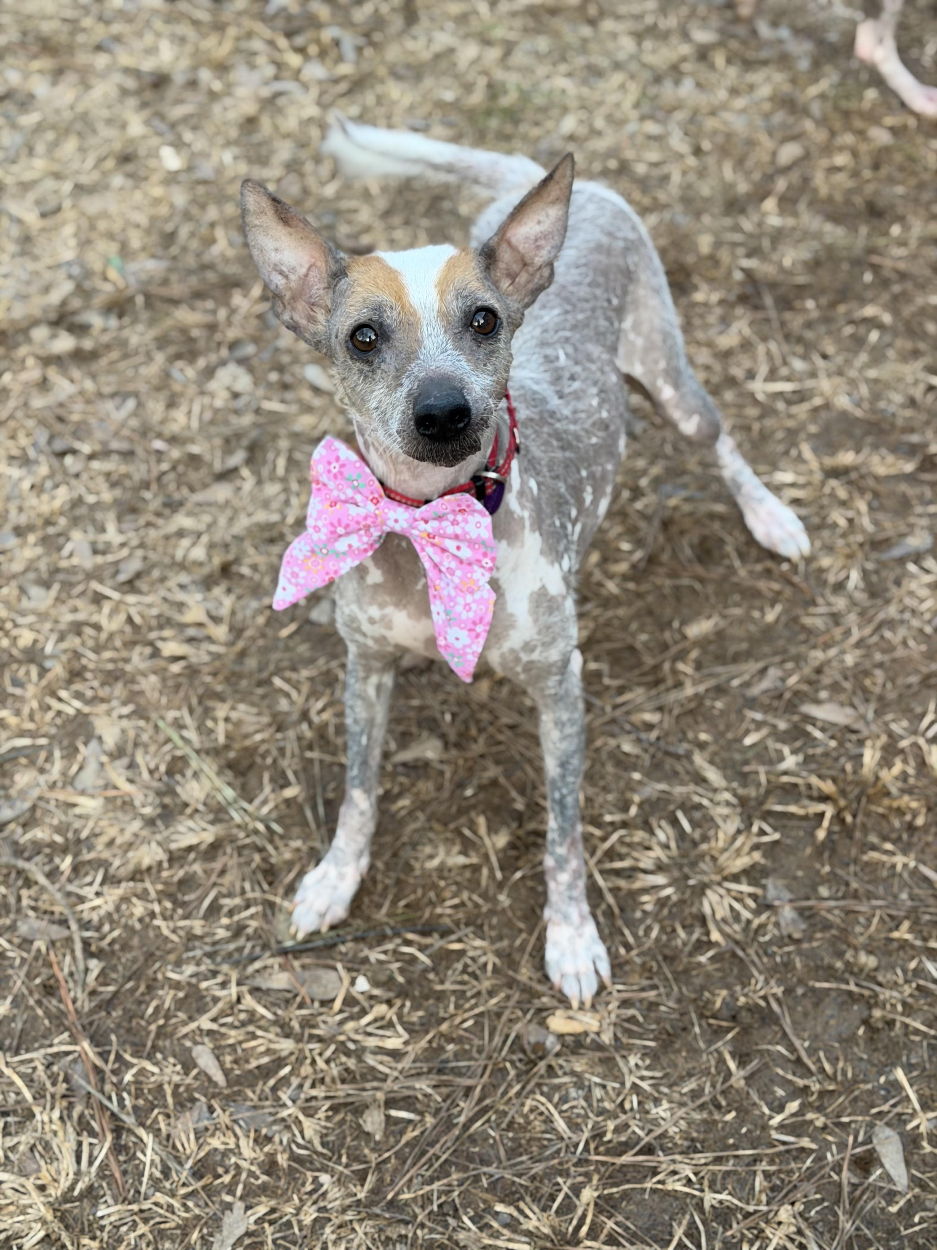 Camilla, a ADOPTABLE mixed breed in Atlanta, GA image 3/5