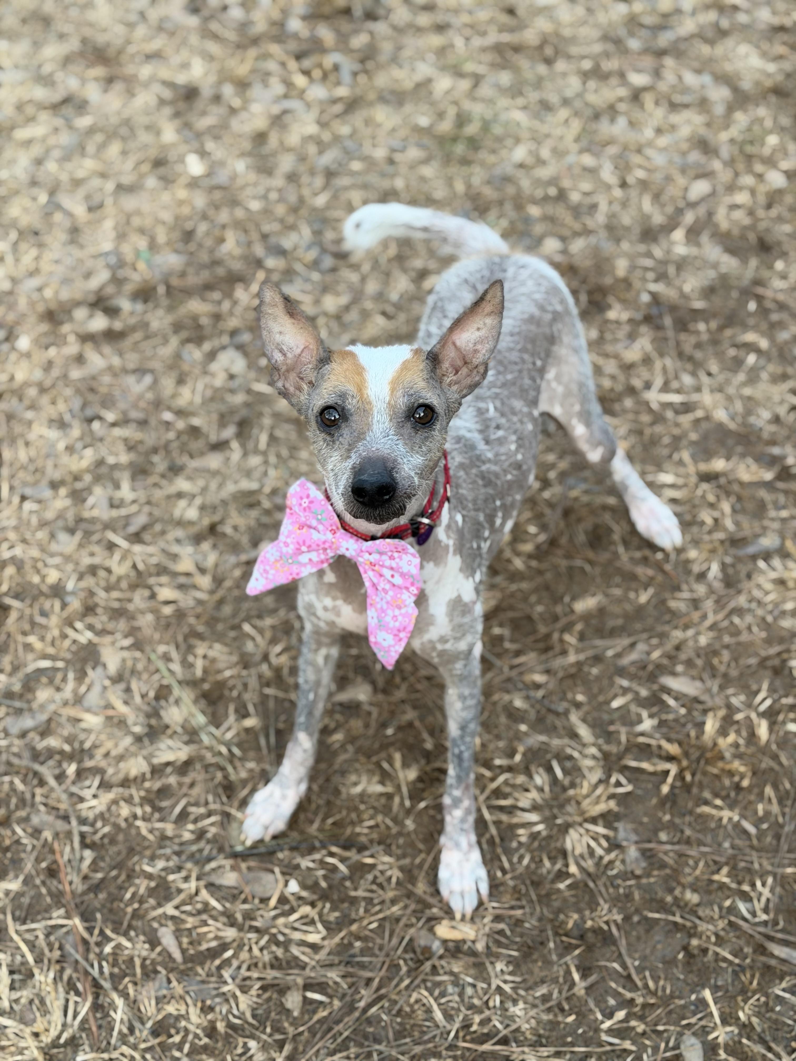 Camilla, a ADOPTABLE mixed breed in Atlanta, GA image 4/5