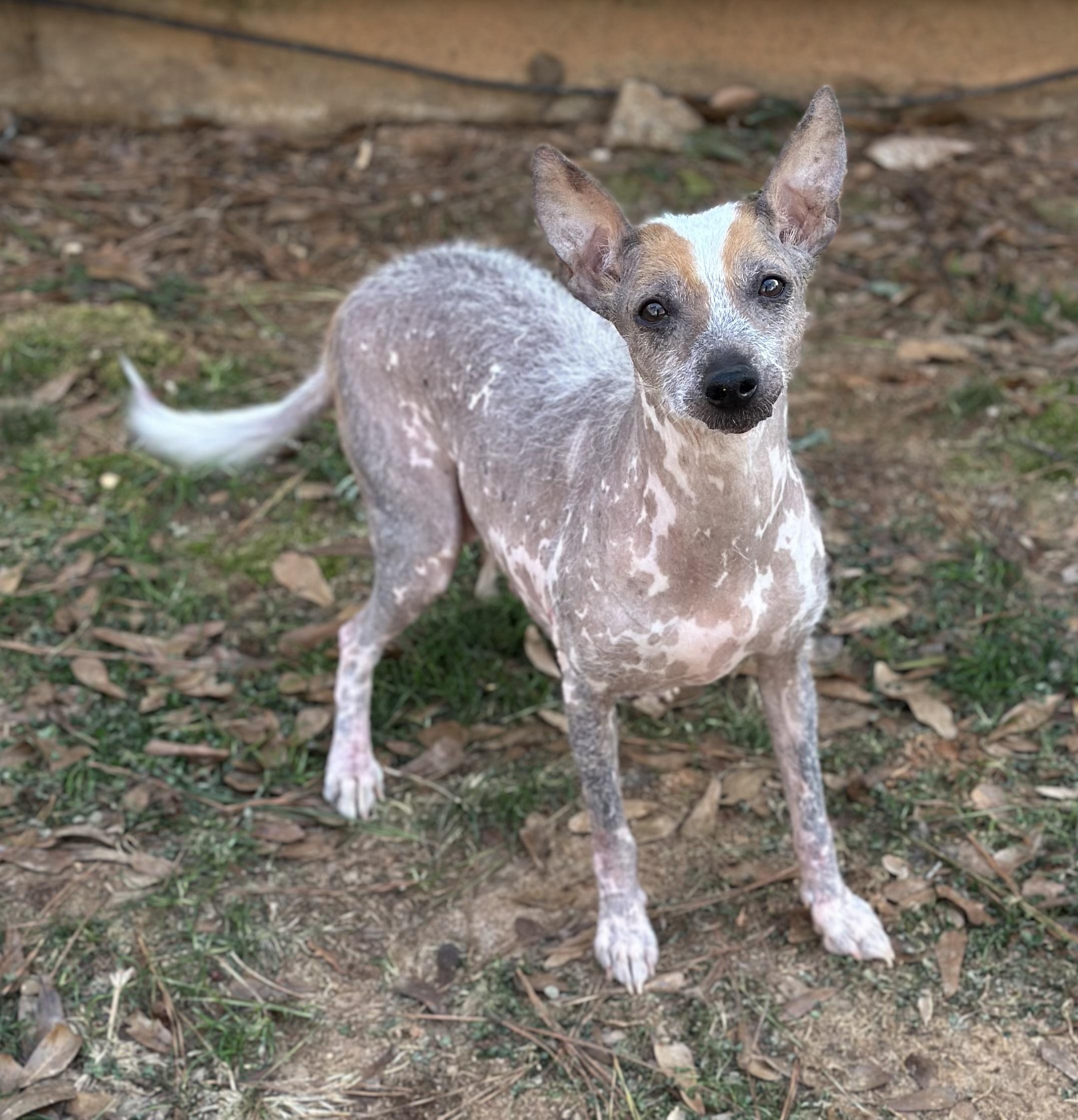 Camilla, a ADOPTABLE mixed breed in Atlanta, GA image 2/5