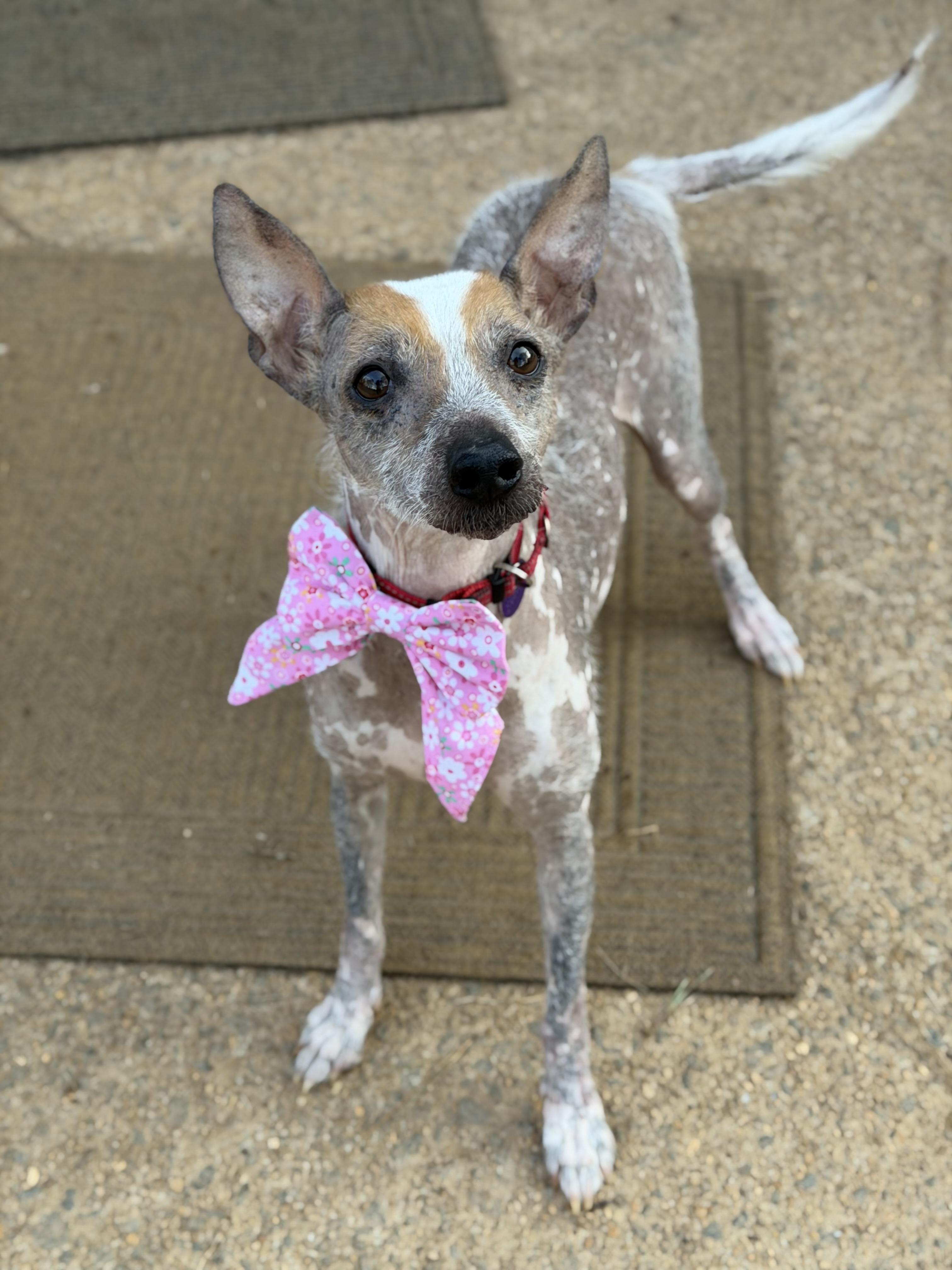 Camilla, ADOPTABLE, Adult Female Xoloitzcuintli / Mexican Hairless.