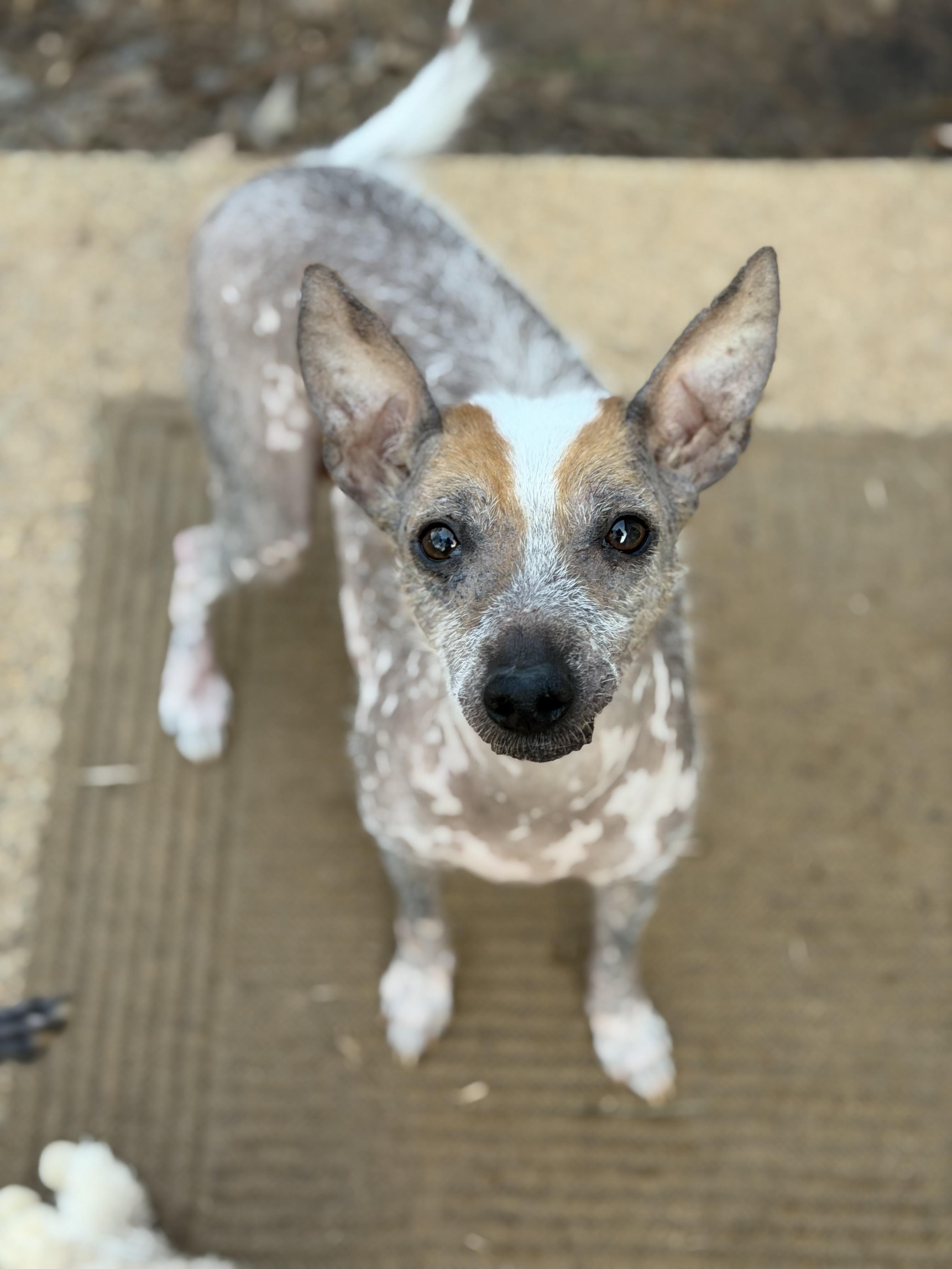 Camilla, a ADOPTABLE mixed breed in Atlanta, GA image 5/5