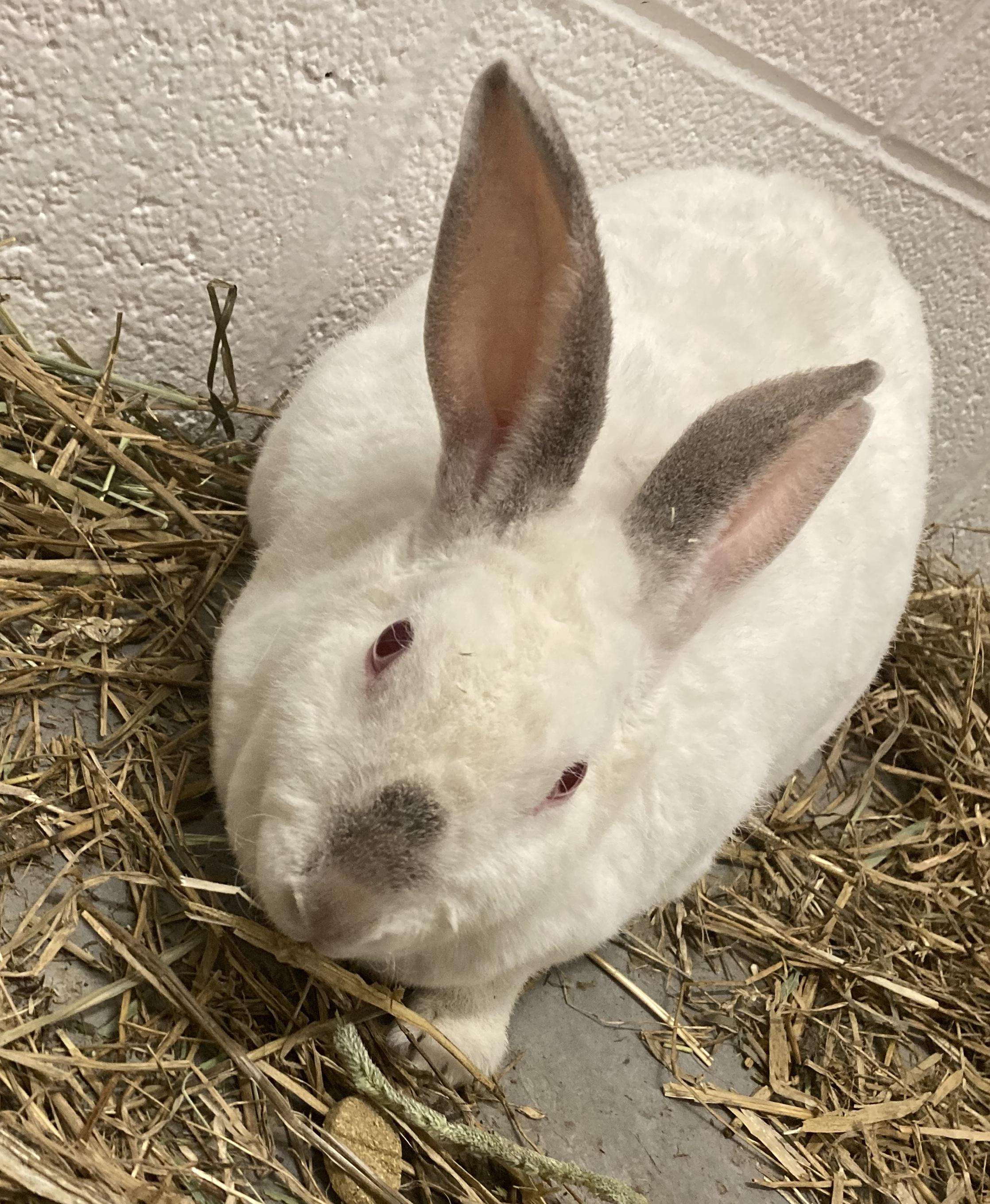 Judge Doom, ADOPTABLE, Adult Female Rex.