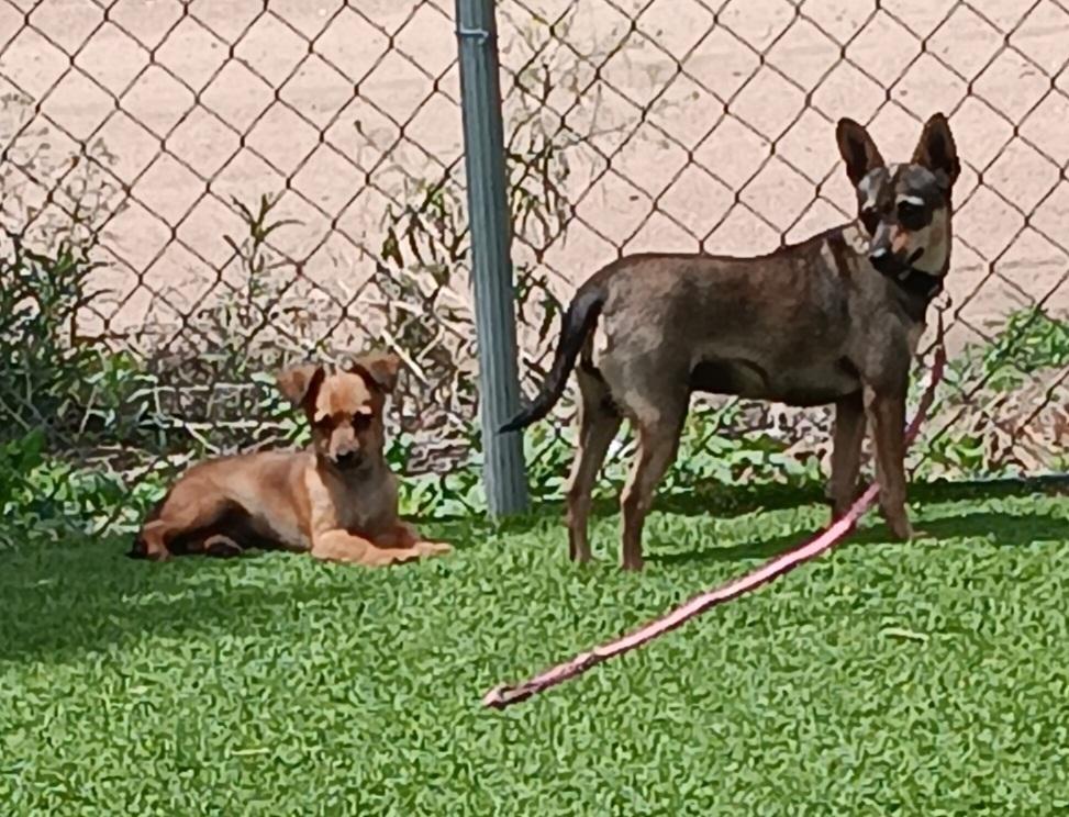 Mama, Adoptable, Young Female Chihuahua.