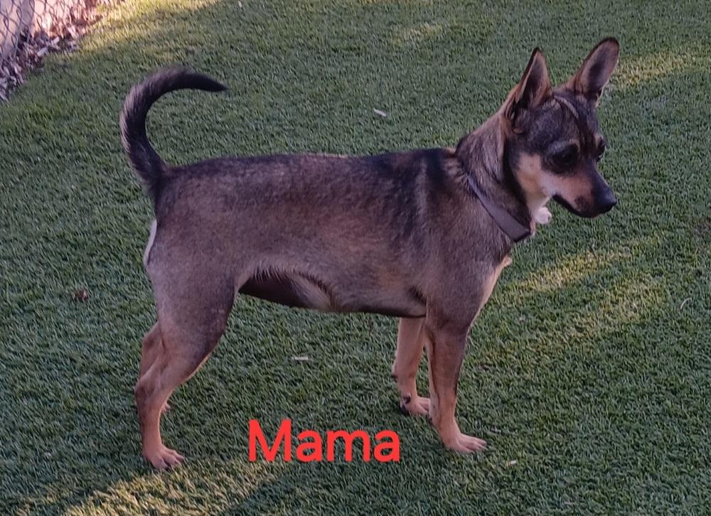 Enlarge Mama, a Adoptable mixed breed in Fort Lupton, CO image 2/2