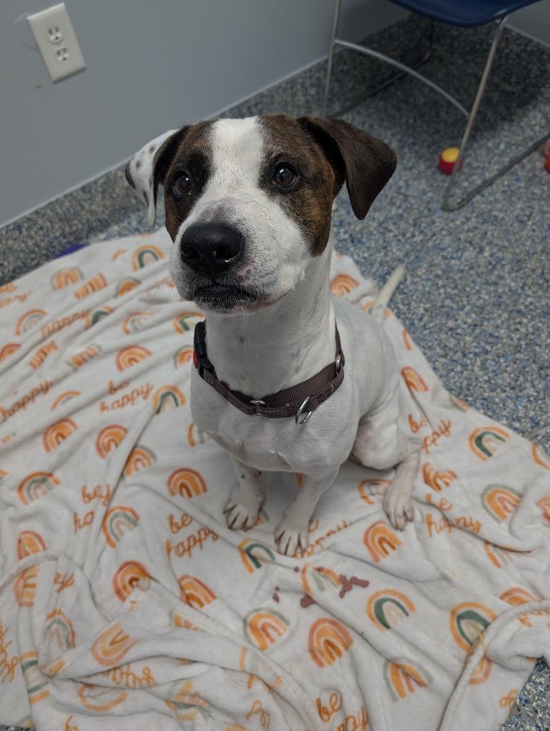 Spud, Adoptable, Young Male Bull Terrier & Mixed Breed.