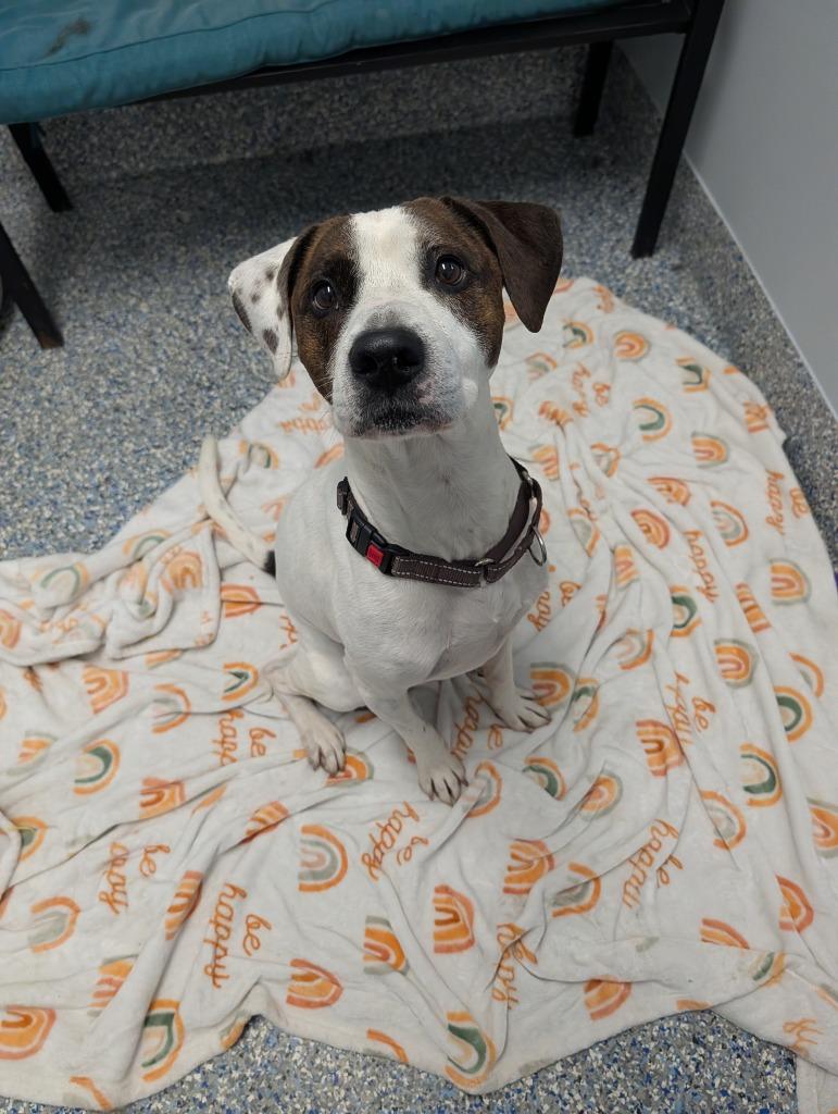 Enlarge Spud, a Adoptable mixed breed in Angola, IN image 2/2