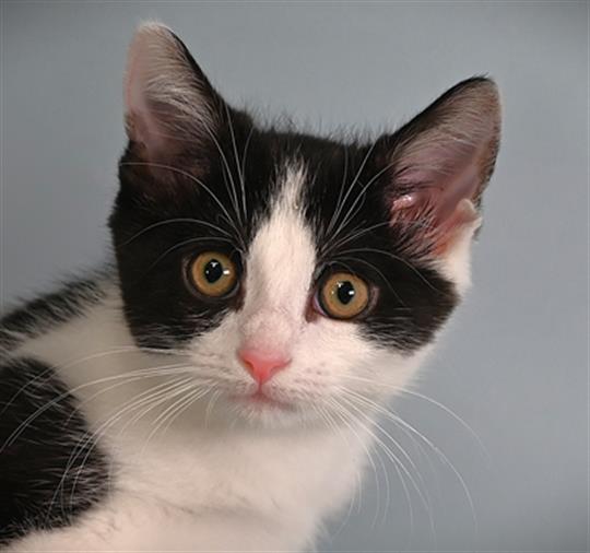 MOIRA, Adoptable, Kitten Female Domestic Short Hair.