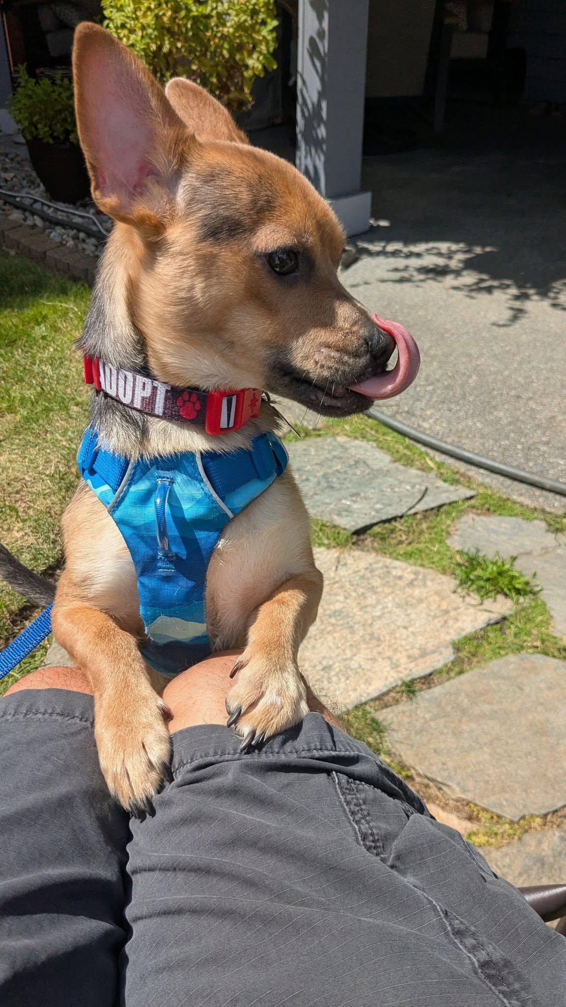 Max, a Adoptable mixed breed in Covington, WA image 4/6
