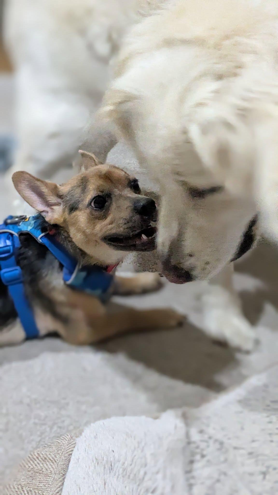 Max, a Adoptable mixed breed in Covington, WA image 5/6