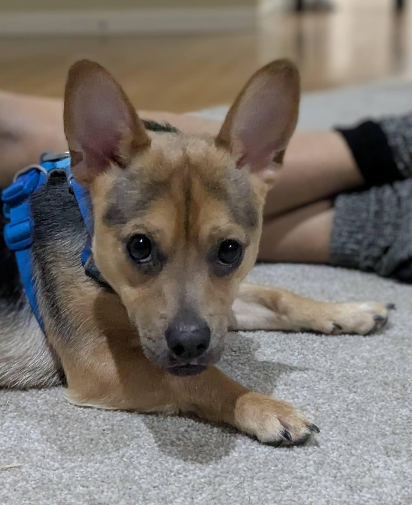 Max, Adoptable, Young Male French Bulldog & Shepherd.