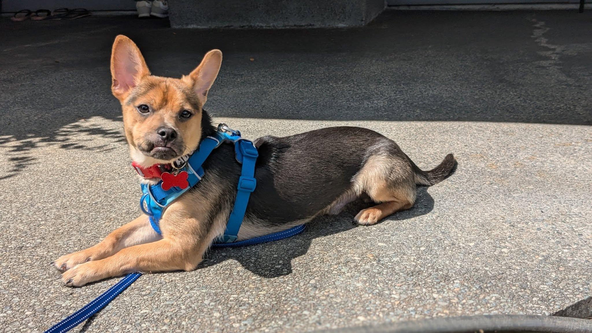 PLEASE READ THE ENTIRE BIO ON THIS DOG BEFORE REQUESTING AN APPLICATION MANY OF OUR DOGS HAVE STRIC