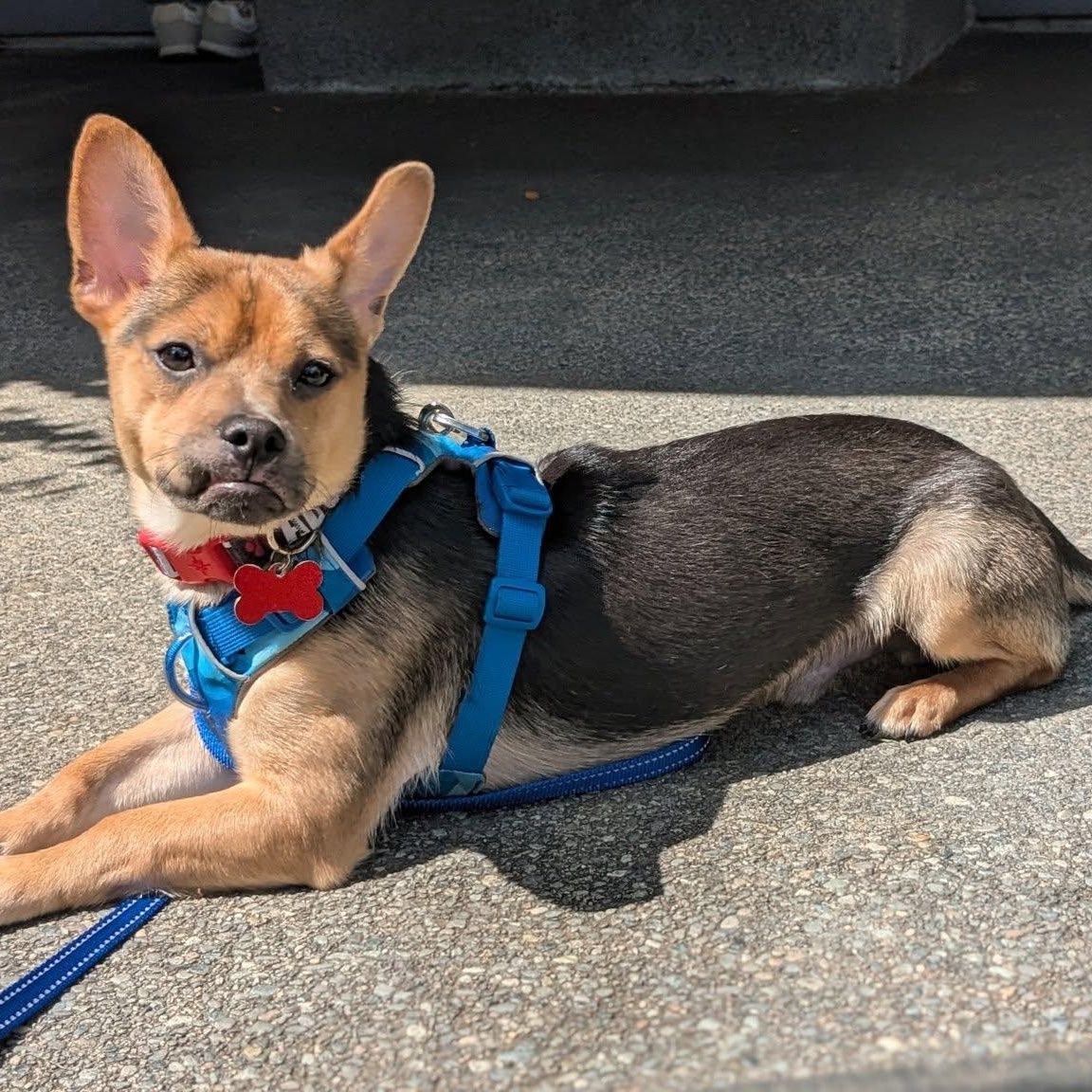 Max, a Adoptable mixed breed in Covington, WA image 2/6