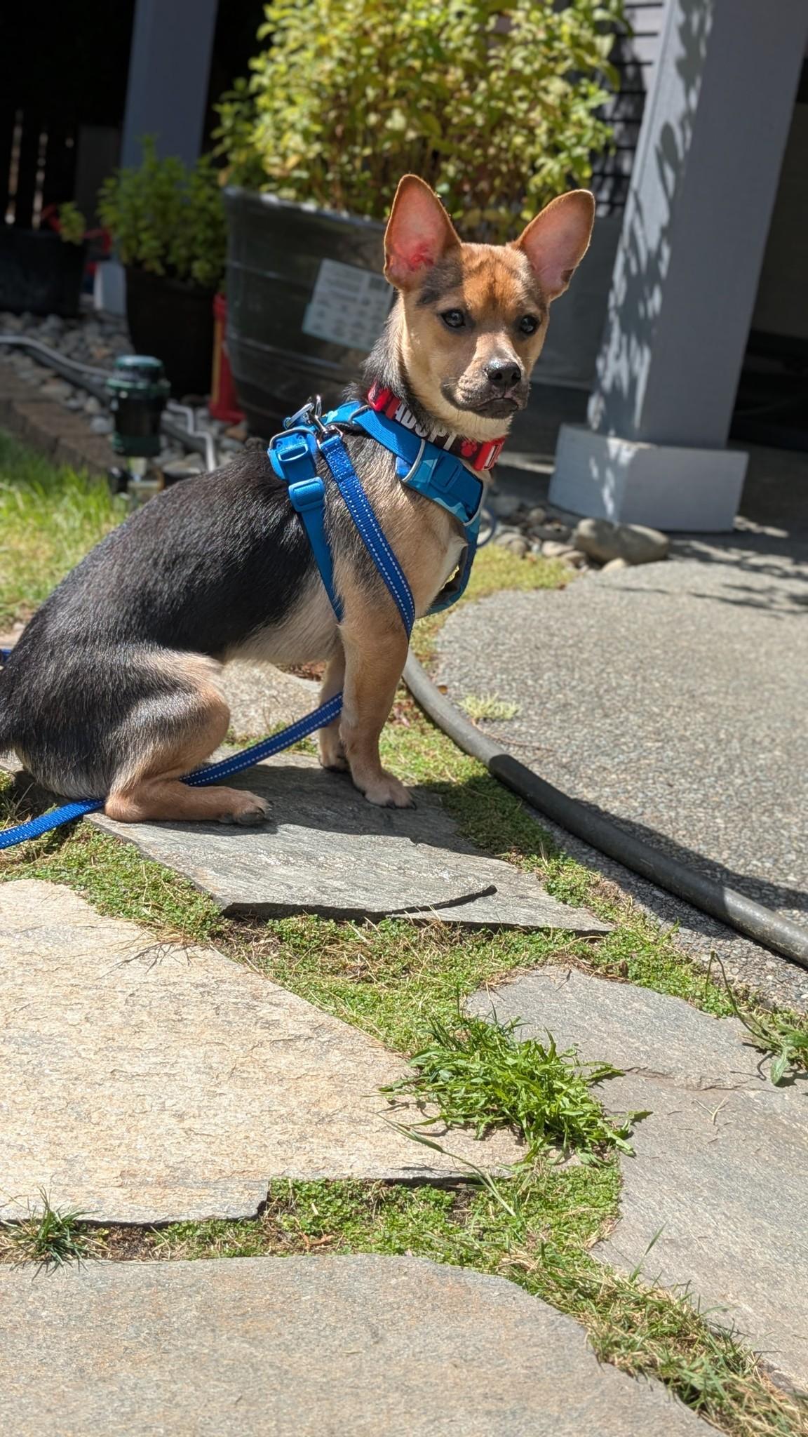 Max, a Adoptable mixed breed in Covington, WA image 3/6