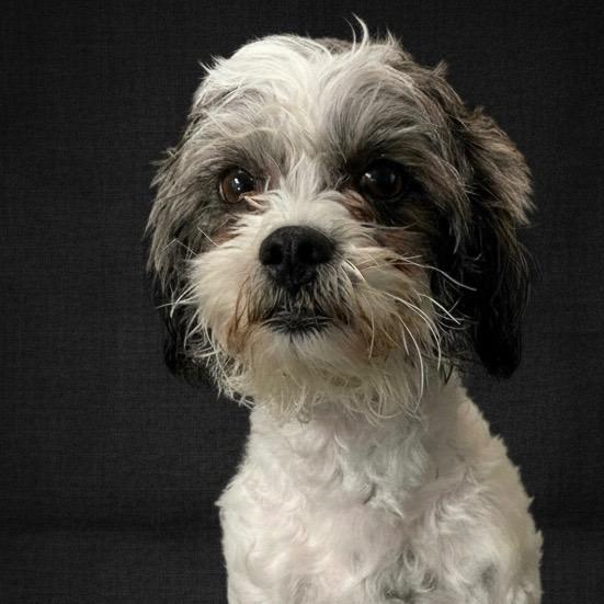 Enlarge Nola, a Adopted mixed breed in Pittsfield, IL image 1/1