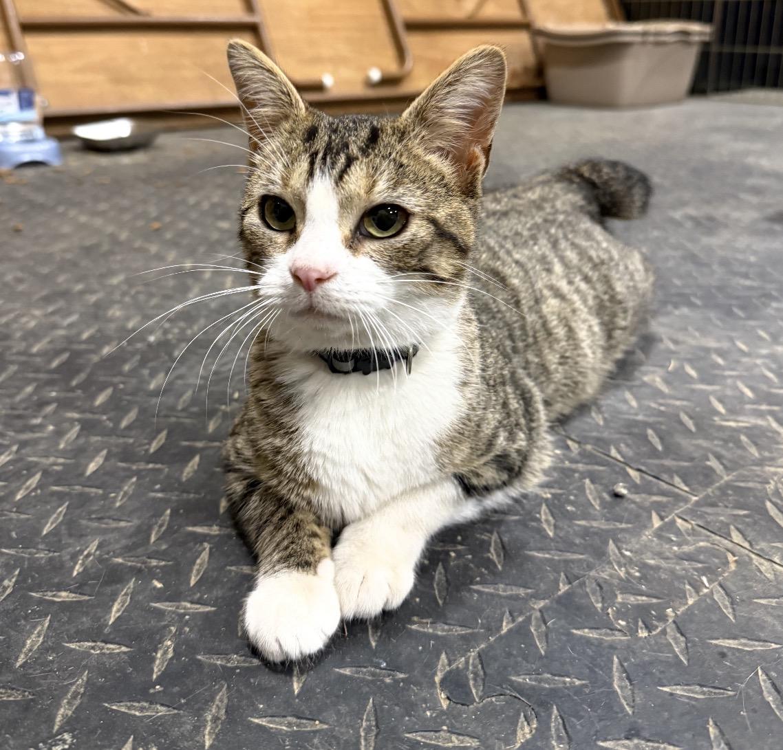 Dot, an adopted Domestic Short Hair in Maineville, OH image 2/2