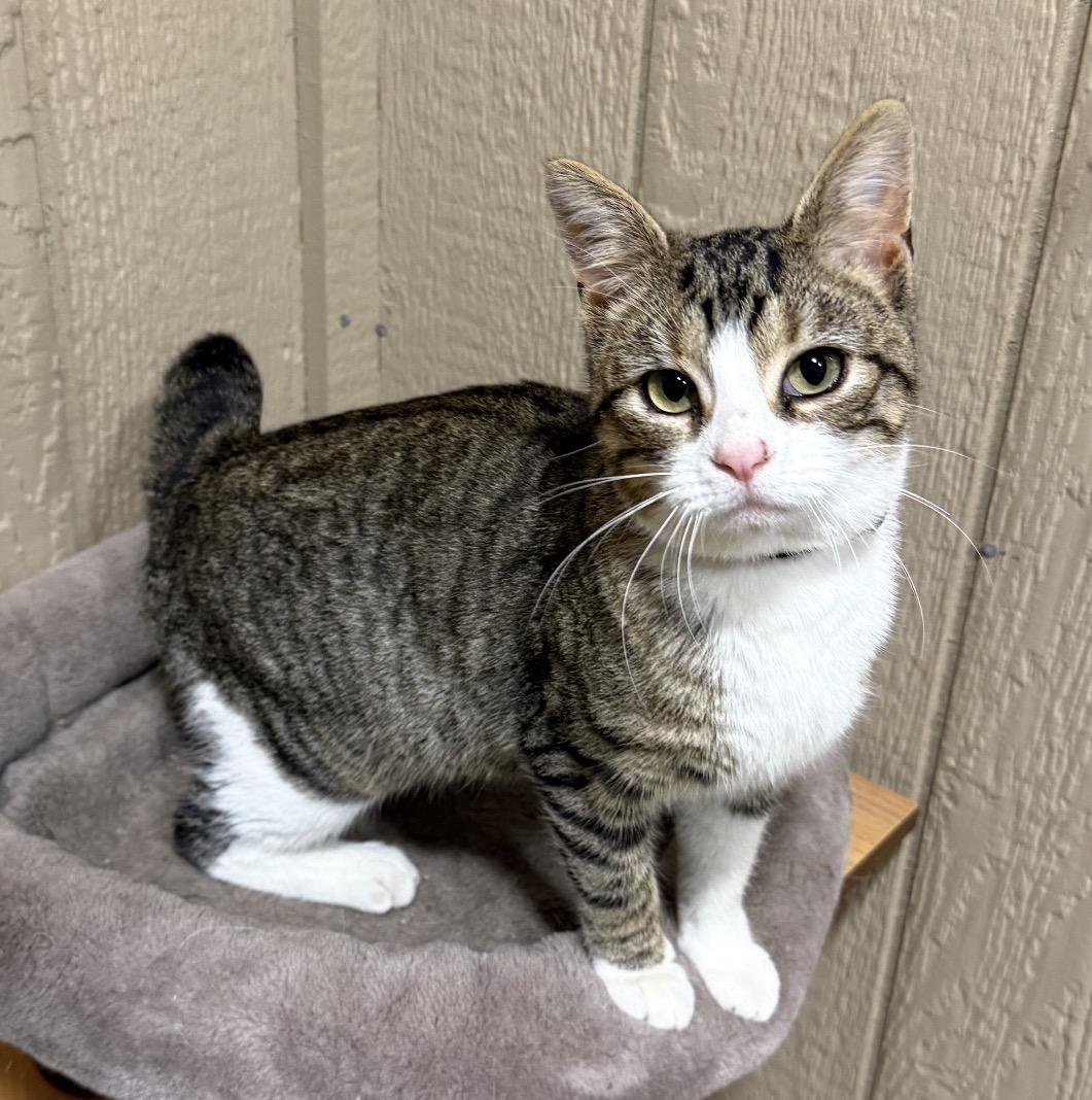 Dot, adopted, Kitten Female Domestic Short Hair.