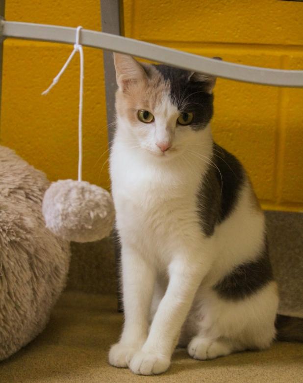 Enlarge Aniston, a Adoptable Calico in Lake Dallas, TX image 1/1