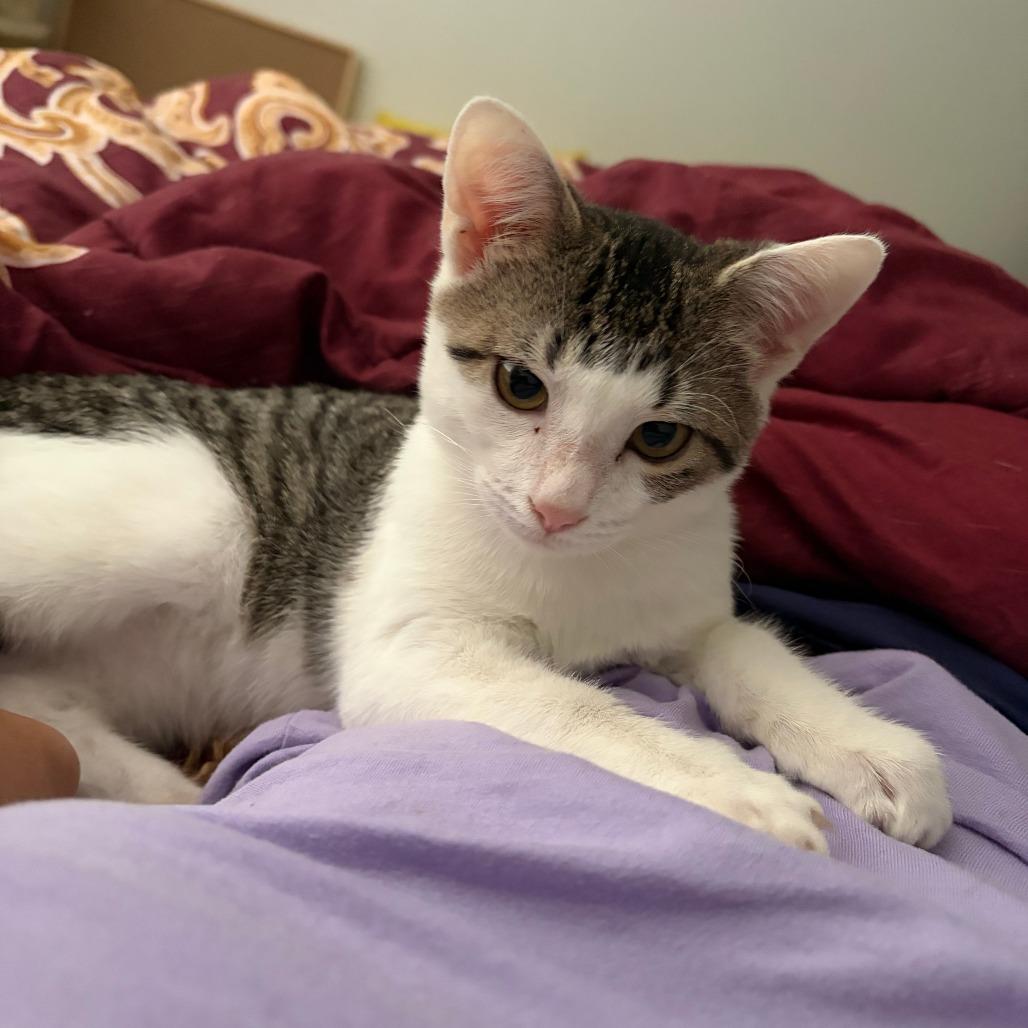 Enlarge Aire, a Adoptable Domestic Short Hair in Fort Lauderdale, FL image 1/6