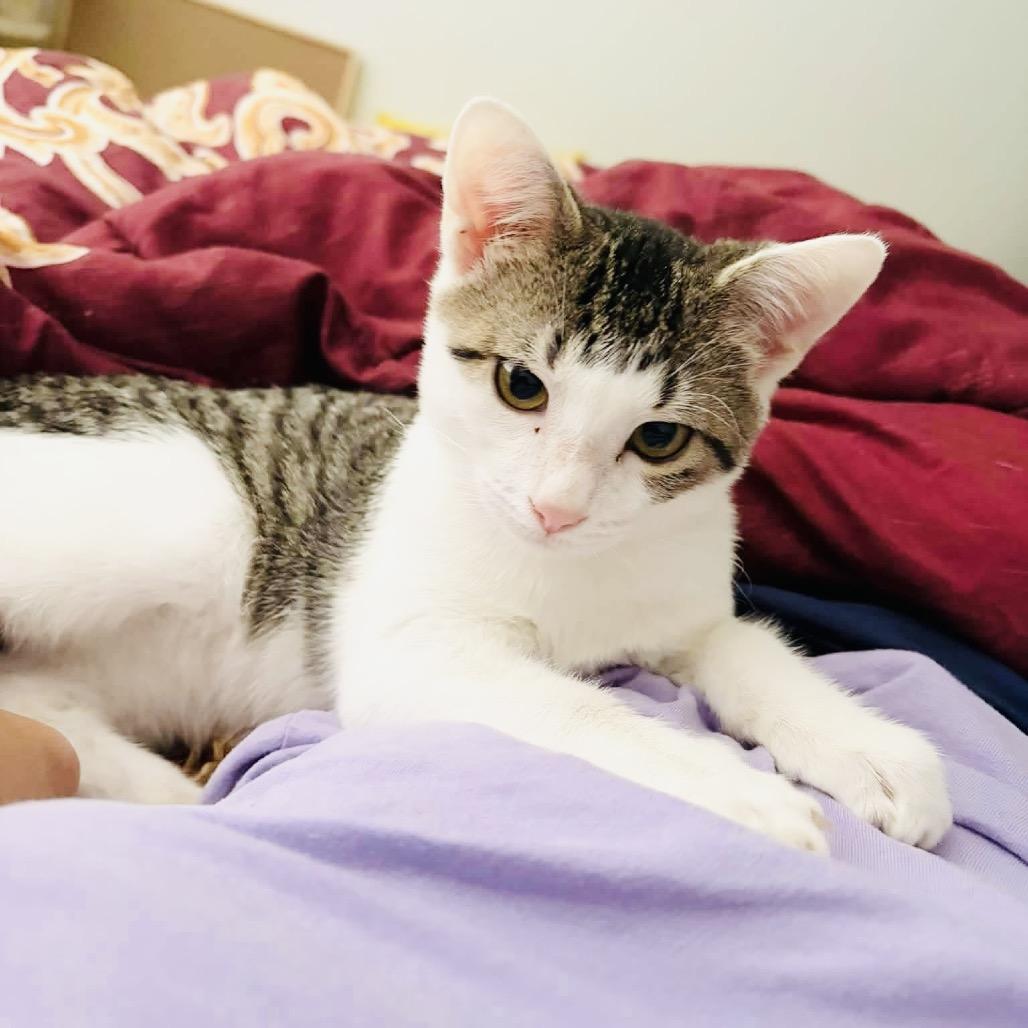 Enlarge Aire, a Adoptable Domestic Short Hair in Fort Lauderdale, FL image 2/6