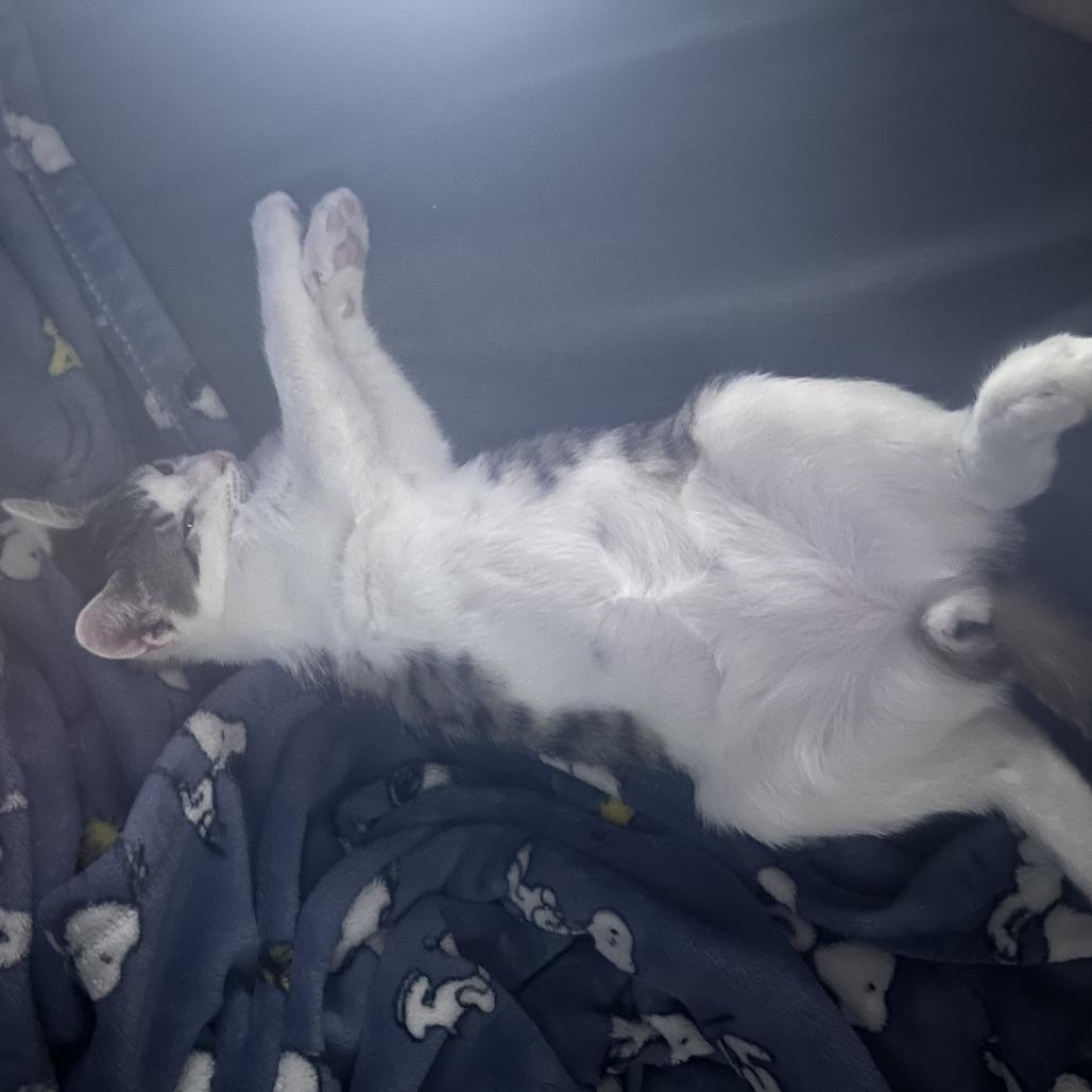 Enlarge Aire, a Adoptable Domestic Short Hair in Fort Lauderdale, FL image 3/6