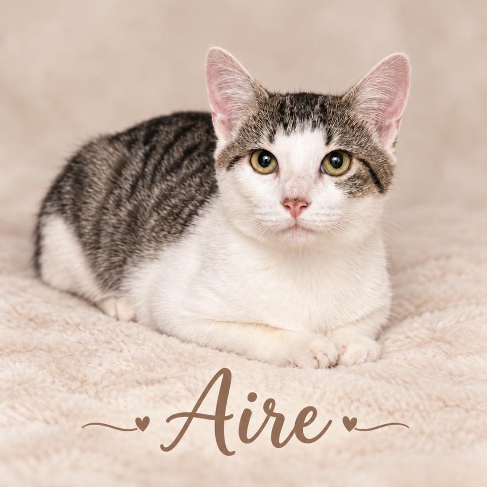 Enlarge Aire, a Adoptable Domestic Short Hair in Fort Lauderdale, FL image 4/6