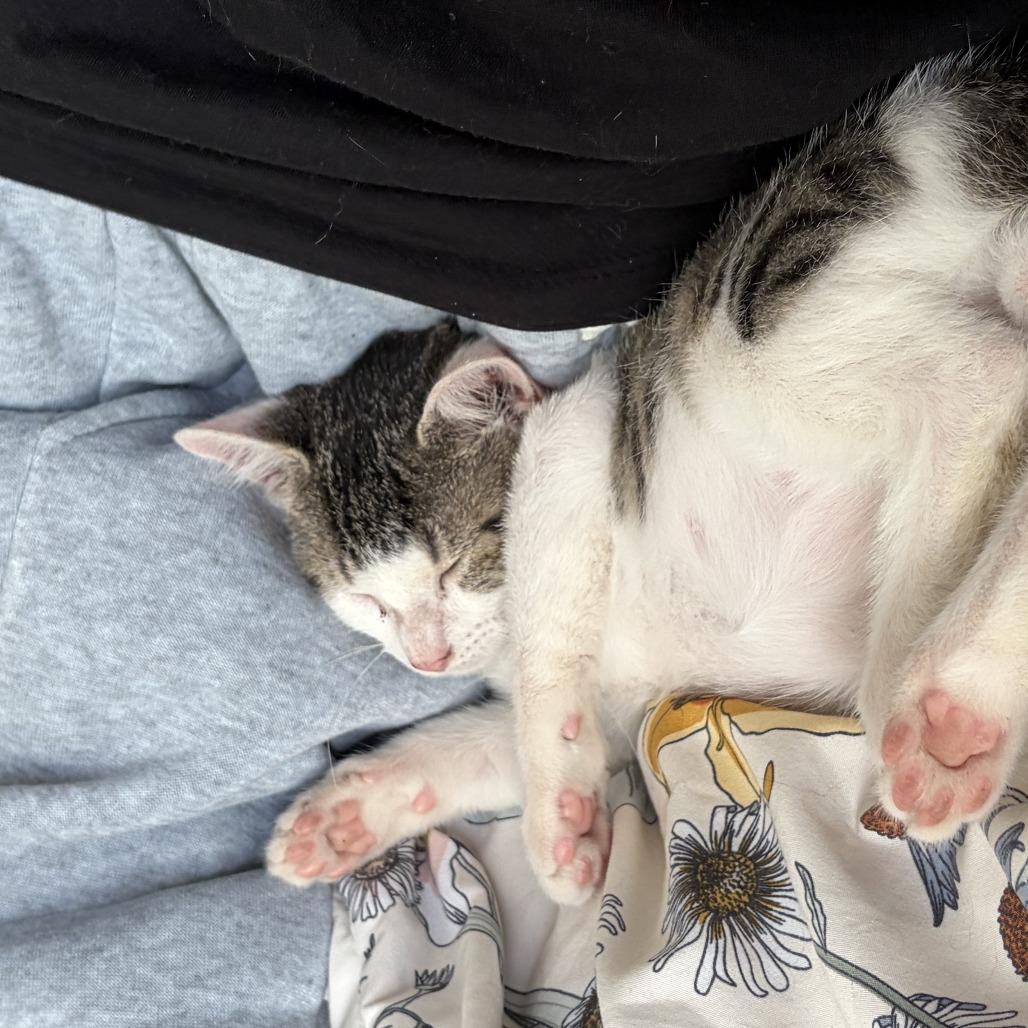 Enlarge Aire, a Adoptable Domestic Short Hair in Fort Lauderdale, FL image 6/6