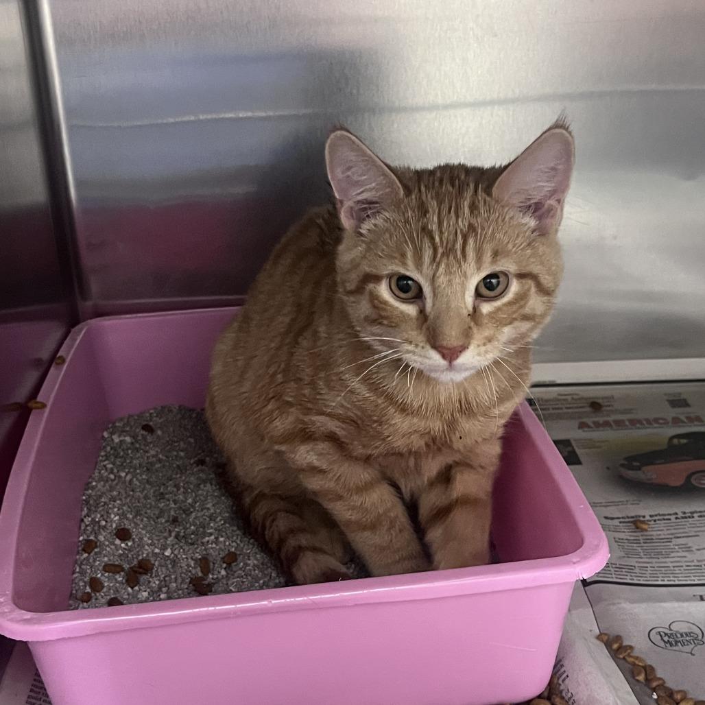 Caleb, Adoptable, Kitten Male Domestic Short Hair.