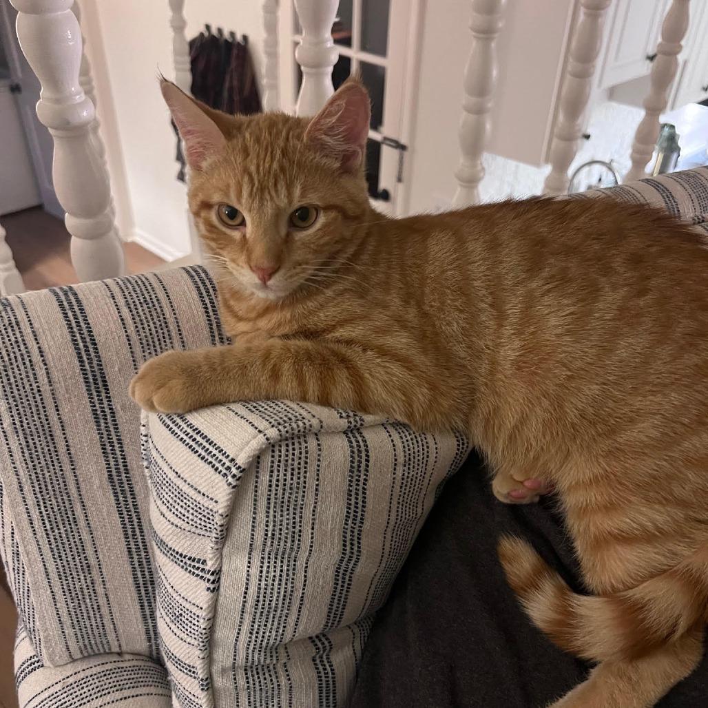 Caleb, a Adoptable Domestic Short Hair in Auburn, AL image 2/6