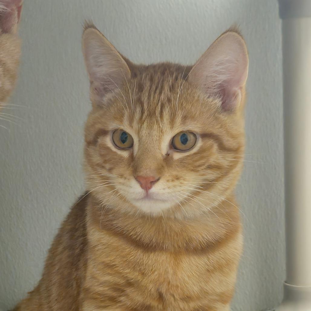 Caleb, a Adoptable Domestic Short Hair in Auburn, AL image 3/6