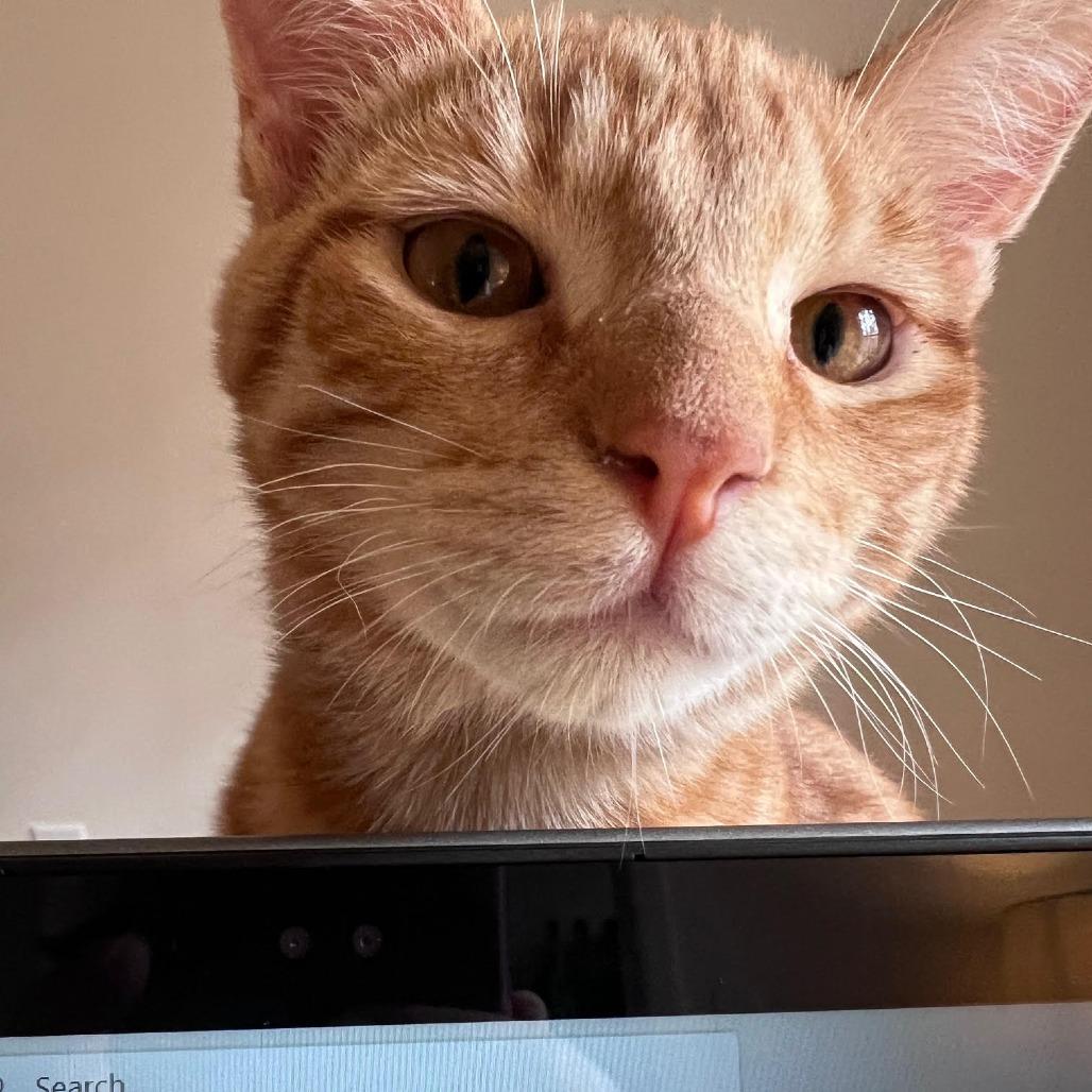 Caleb, a Adoptable Domestic Short Hair in Auburn, AL image 5/6