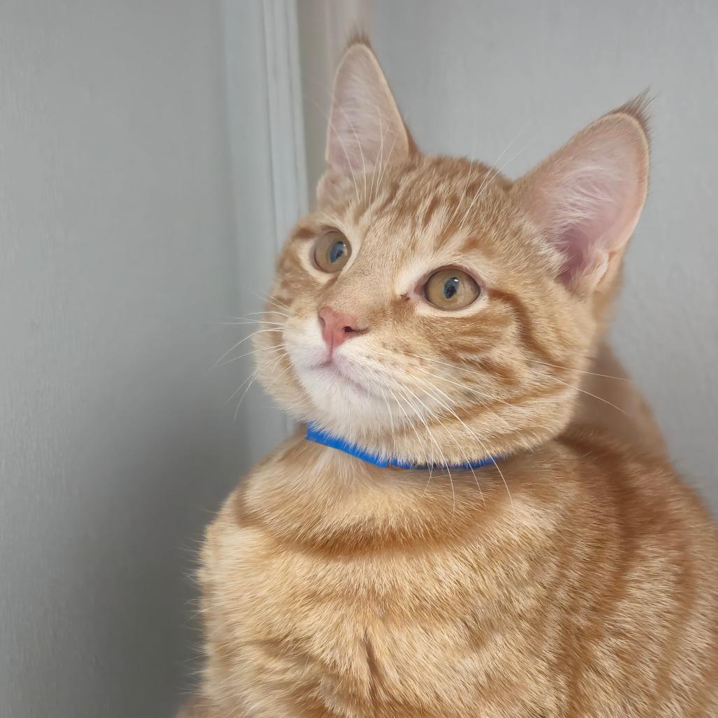 Caleb, a Adoptable Domestic Short Hair in Auburn, AL image 6/6