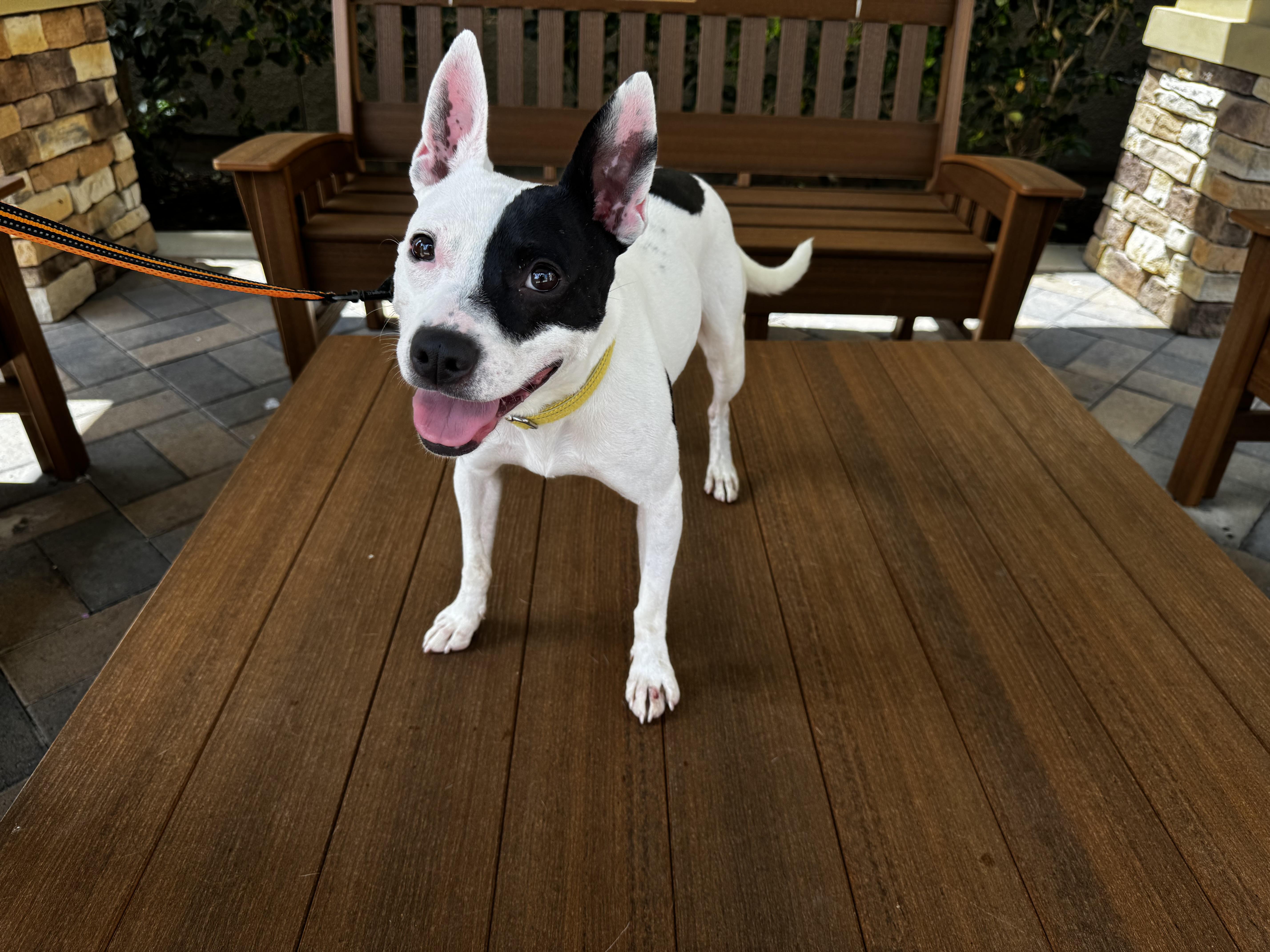 Piggie Smalls, ADOPTABLE, Adult Female American Staffordshire Terrier.