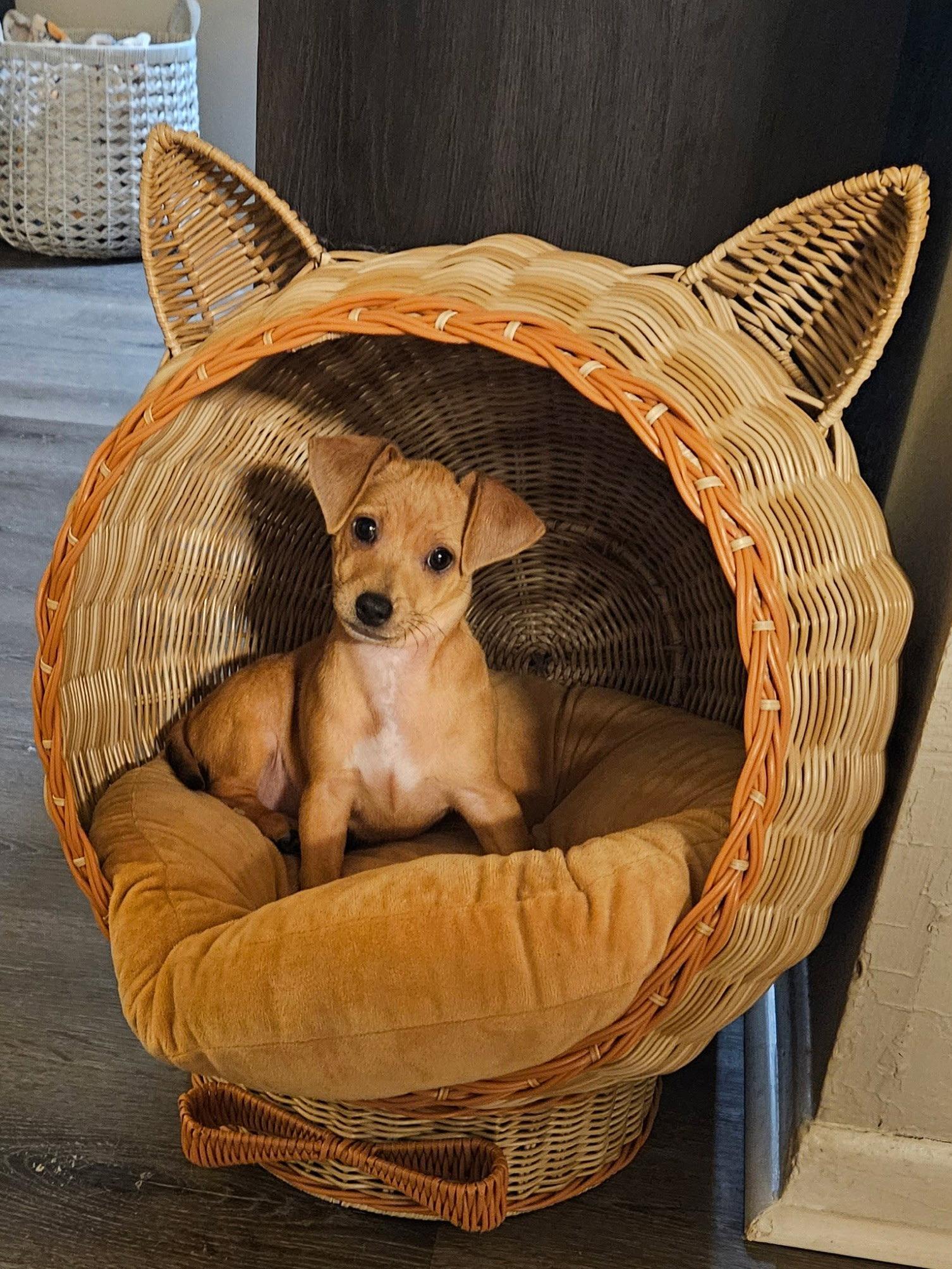 LEO, Adoptable, Puppy Male Chihuahua.