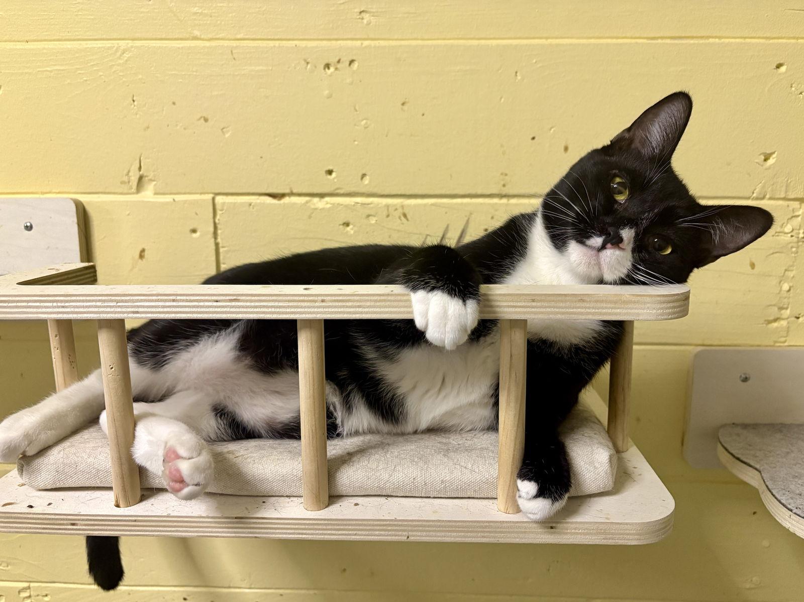 Simpson BONDED with Bart, Adoptable, Young Male Domestic Short Hair & Tuxedo.