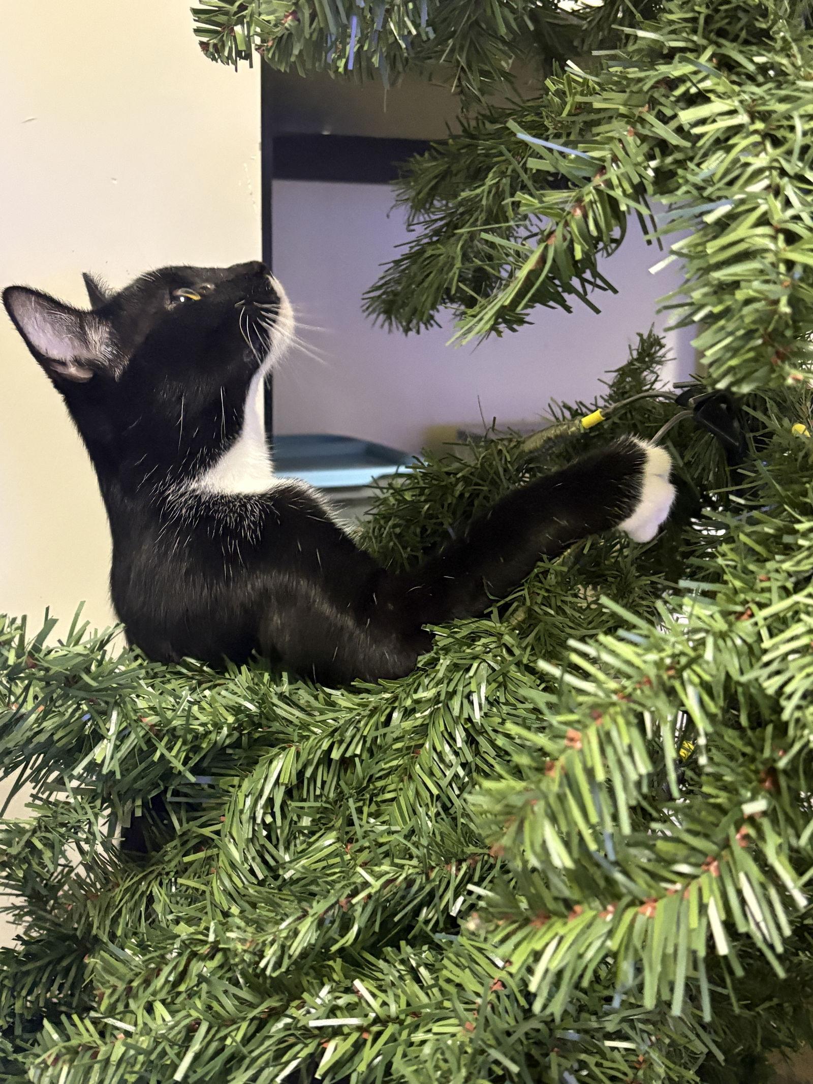 Simpson, Adoptable, Young Male Domestic Short Hair & Tuxedo.