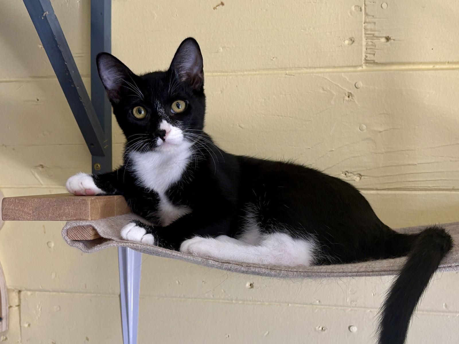 Simpson, Adoptable, Kitten Male Domestic Short Hair & Tuxedo.