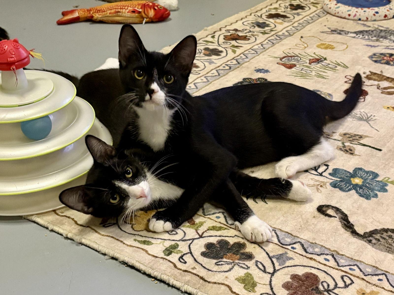 Simpson bonded with Bart, Adoptable, Young Male Domestic Short Hair & Tuxedo.