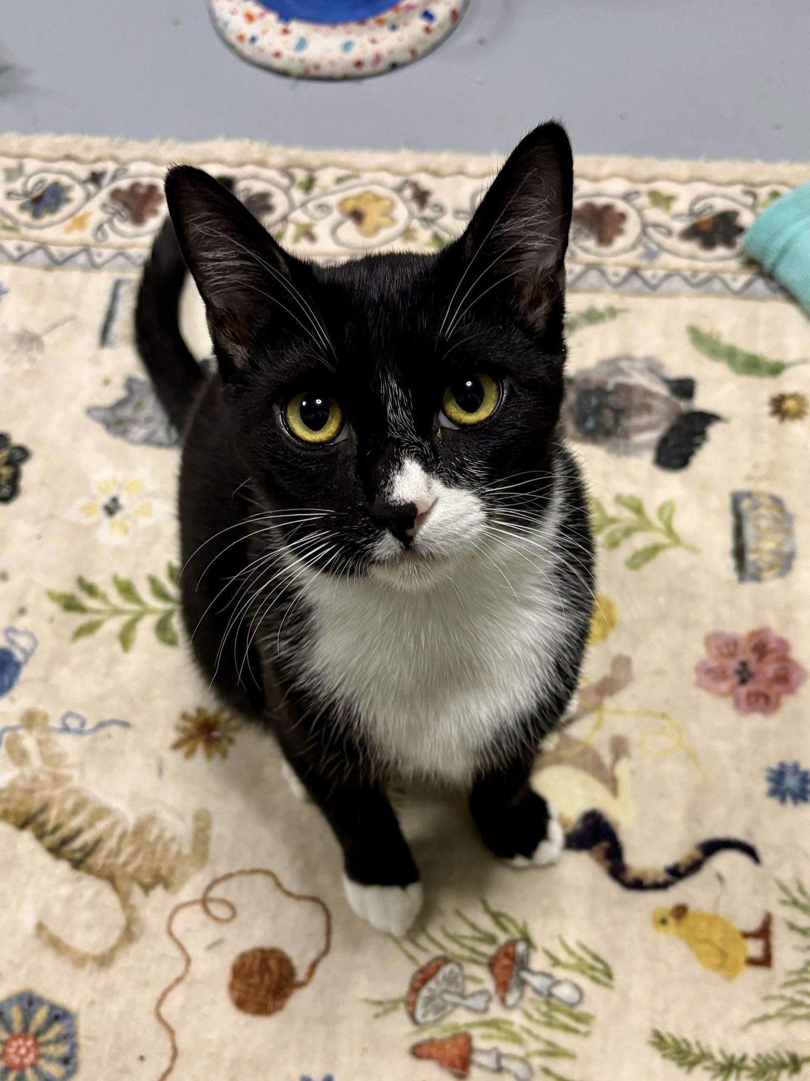 Enlarge Simpson, a Adoptable mixed breed in Phoenix, AZ image 2/3