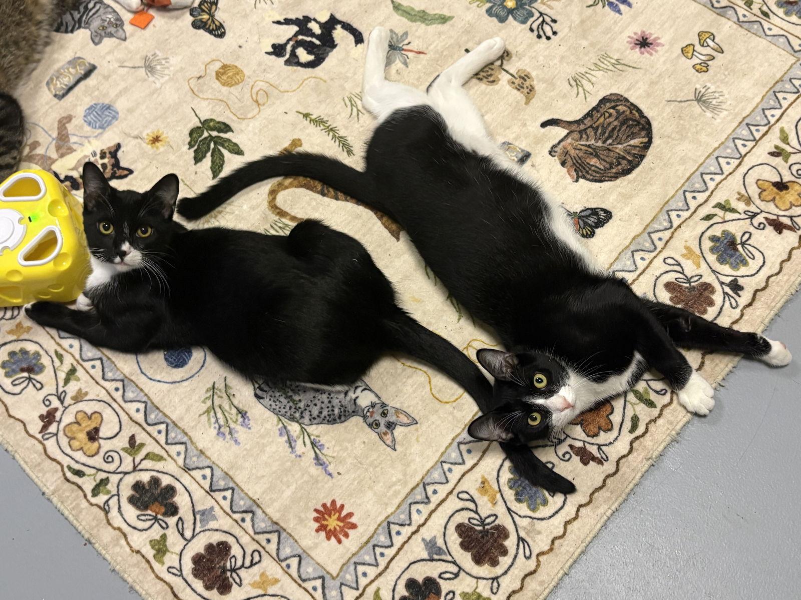 Simpson, a Adoptable mixed breed in Phoenix, AZ image 3/3