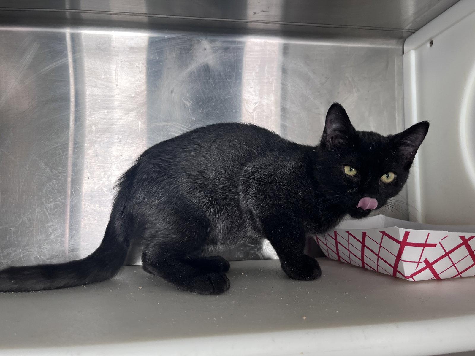 Enlarge William, a Adoptable Domestic Short Hair in Carrollton, GA image 1/3