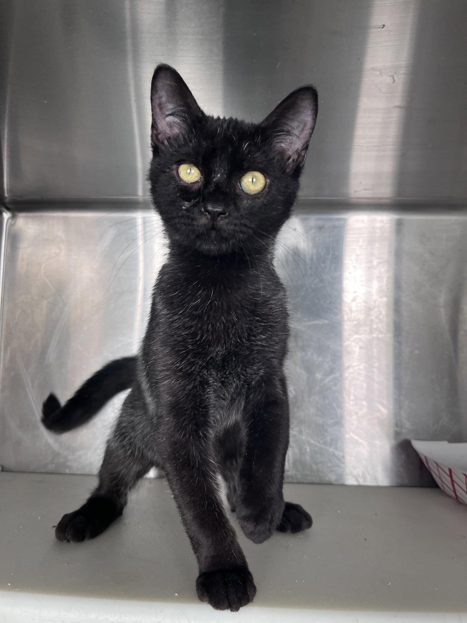 Enlarge William, a Adoptable Domestic Short Hair in Carrollton, GA image 2/3