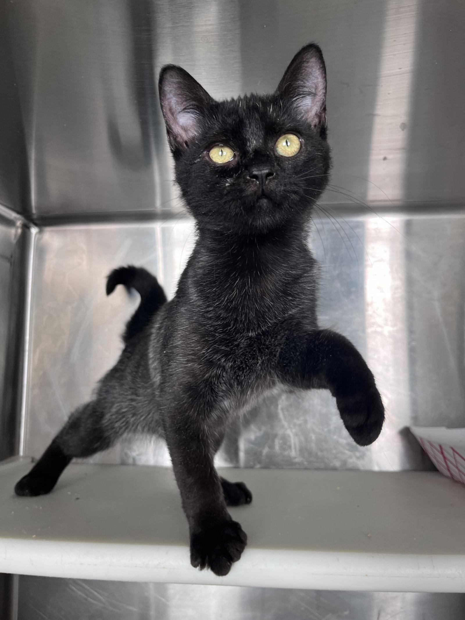 Enlarge William, a Adoptable Domestic Short Hair in Carrollton, GA image 3/3