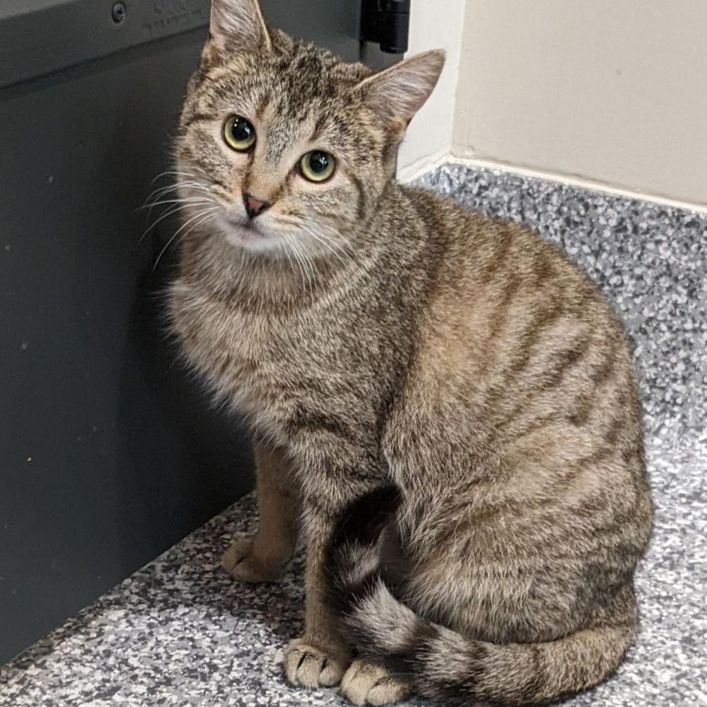 Cinca, Adoptable, Adult Female Domestic Short Hair.