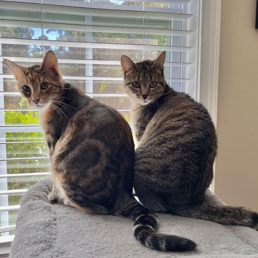 Cinca — thumbnail 2