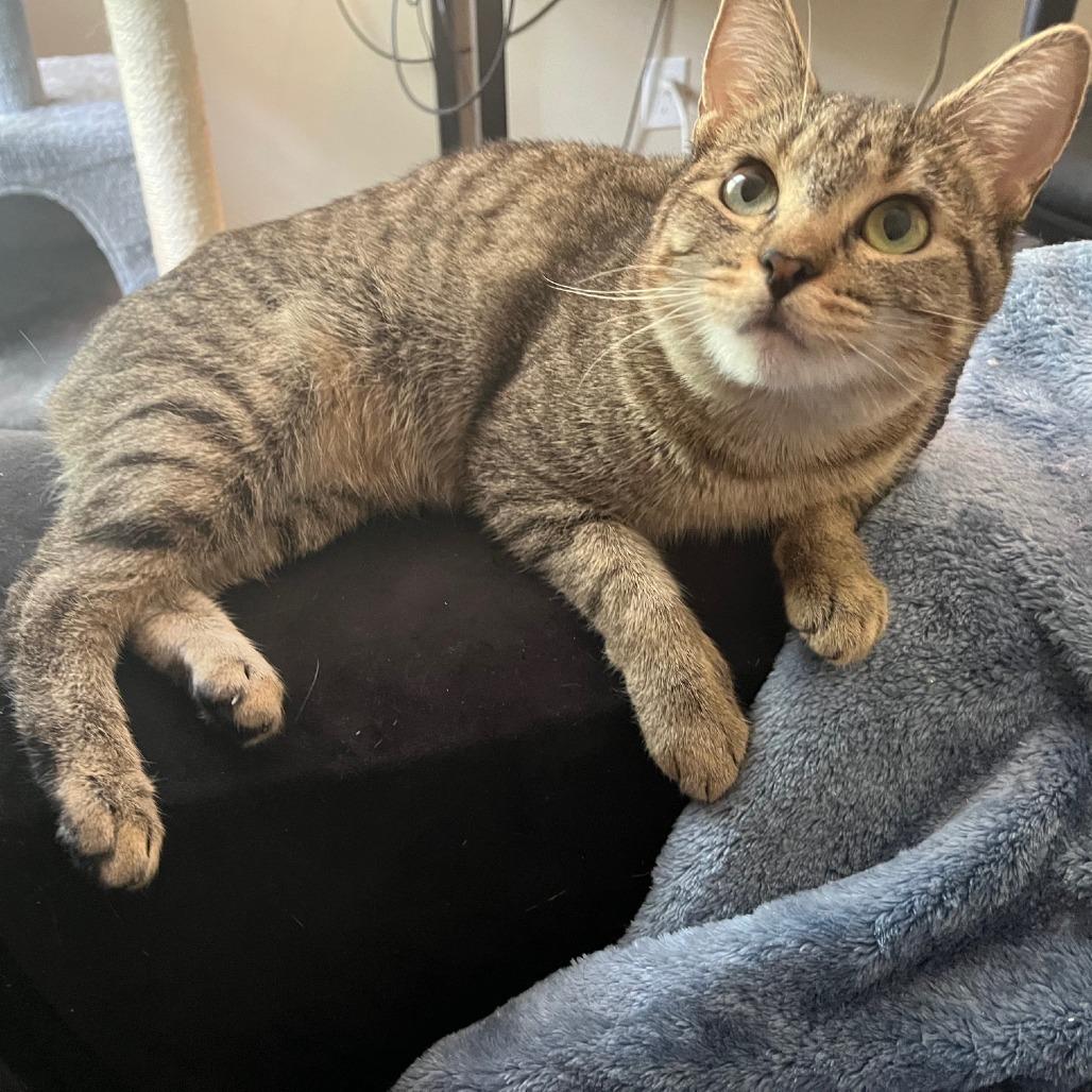 Cinca, a Adoptable Domestic Short Hair image 3/5