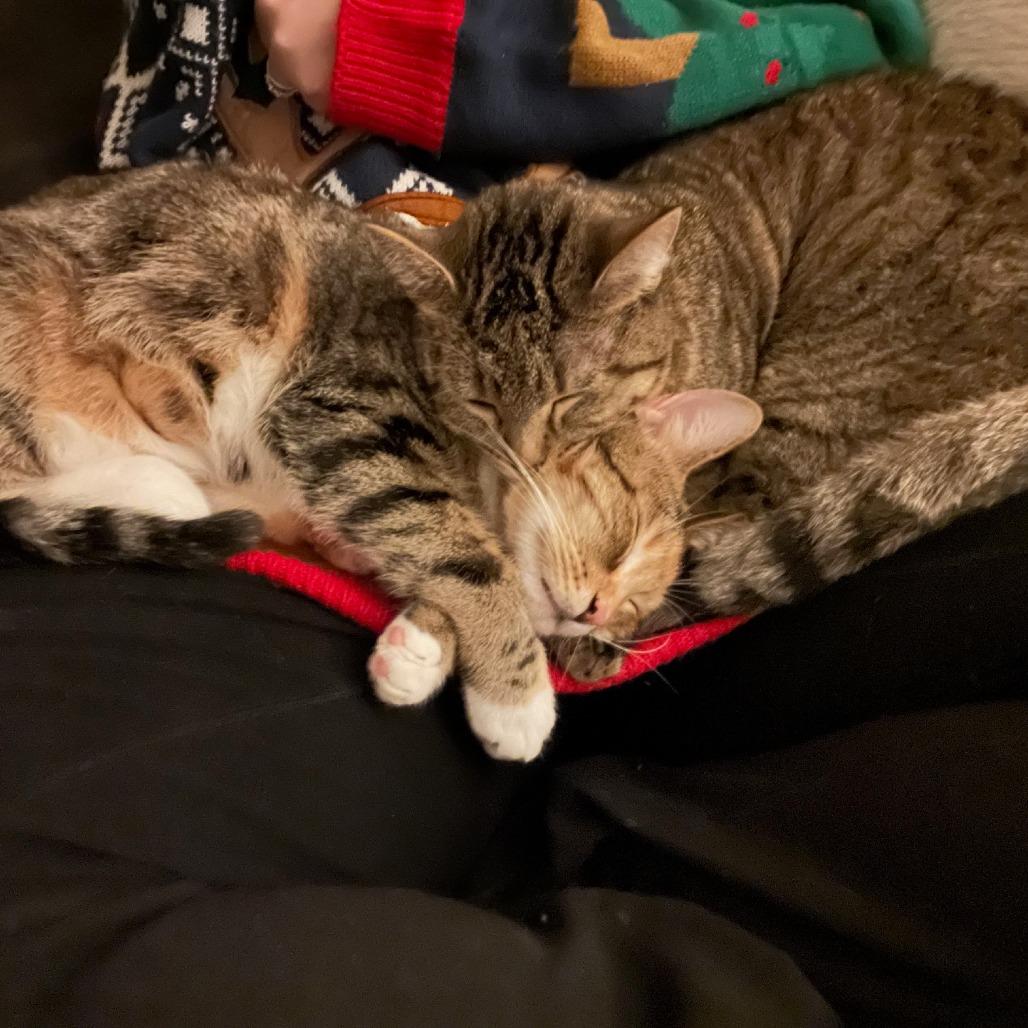 Cinca — thumbnail 4