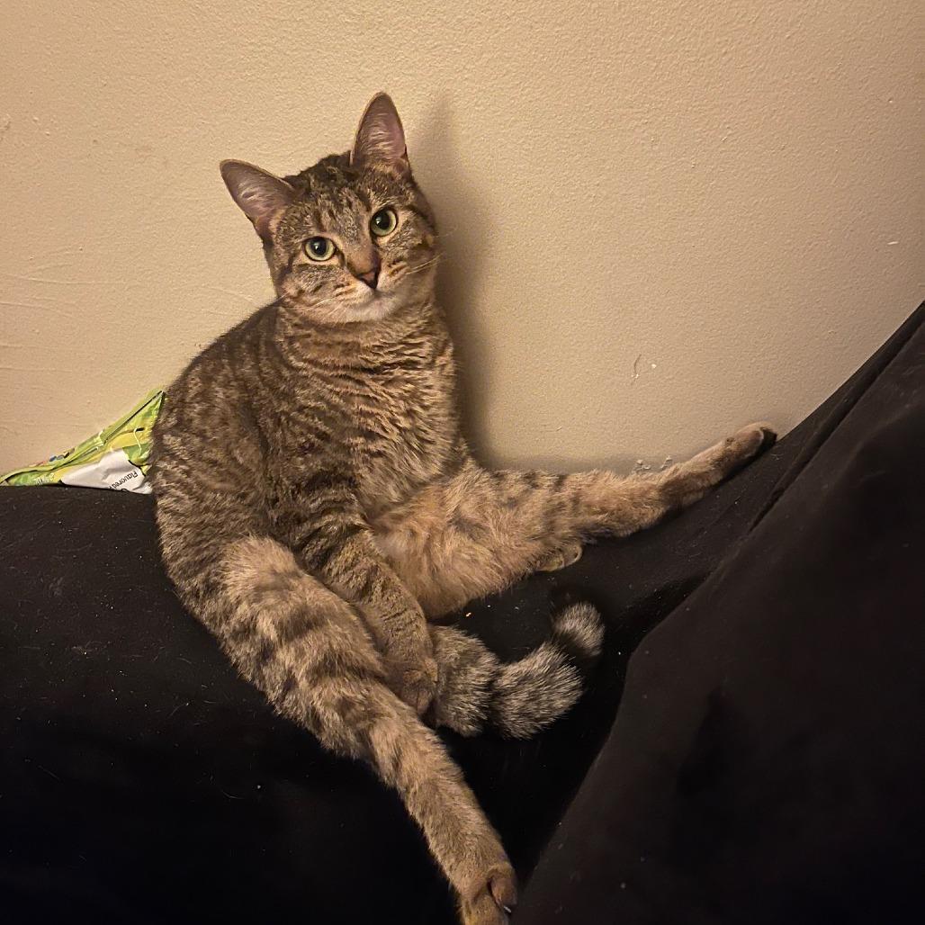 Cinca, a Adoptable Domestic Short Hair image 5/5